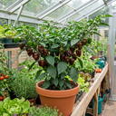 Habanero Chocolate Plants (Set of 3 or 6)