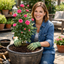 1 x  Large 3Ltr Potted Rose Bush – Pink Blooms, Ready to Plant in Your Garden