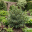 1 Ilex Argentea Marginata Silver Variegated Holly Plant, Hardy Evergreen Shrub, 3 Litre Root Ball