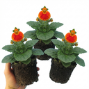 Calceolaria Calynopsis ‘Red Orange Bicolour’ Plants (Set of 3 or 6)
