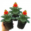 Set of 3 or 6 Garden Ready Plants – Calceolaria Calynopsis ‘Red Orange Bicolour’, Ready to Plant