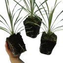 Cordyline Torbay Dazzler Plants (Set of 3 or 6)