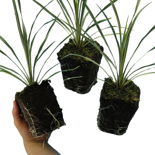 Cordyline australis 'Torbay Dazzler' (Cabbage Palm) – Variegated Evergreen (Set of 3 or 6)