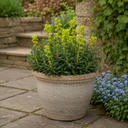 3 Euphorbia Robbiae Plants, 9cm Pots, Shade Ground Cover