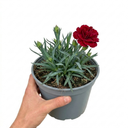 Carnation Capitan Cook Dianthus Plants