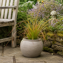 3 Carex Prairie Fire Plants, 9cm Pots, Autumn Garden