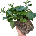 Senetti Blue Bicolour Plant (2L Pot)