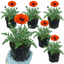 Set of 3 or 6 Papaver orientale ‘Brilliant’ Hardy Perennial Red Poppy Plants, Outdoor Garden Ready, 1 Litre Root-Ball