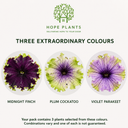 Set of 3 or 6 Petunia Amazonas Mixed Plants, 1 Litre Pots, Summer Bedding