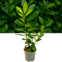 Prunus Novita Plant