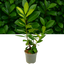 Prunus Novita