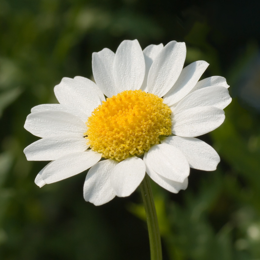 Argyranthemum 'Madeira White' (Marguerite Daisy) – Summer Bedding (3 or 6 x 10.5cm Pots)