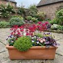 Saxifrage Ice Colours Red Plants (Set of 3 or 6)