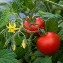 Summerlast Tomato Plants