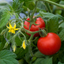 1 Summerlast Tomato Plant, Fresh & Live, Outdoor Garden Ready, Grow Your Own Tomatoes, 2Ltr Root-Ball