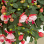 Set of 3 or 6 Large, Outdoor Garden Ready Plants - Fuchsia Bella Hilda (Pink & White)