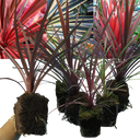 Cordyline Charlie Boy Plants (Set of 3 or 6)