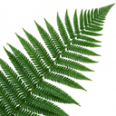 Soft Shield Fern Polystichum Setiferum Plants (Set of 3 or 6)