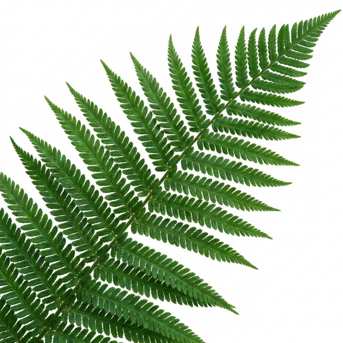 Polystichum setiferum (Soft Shield Fern) – Evergreen Fern (Set of 3 or 6)