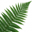 Set of 3 or 6 Soft Shield Fern Polystichum Setiferum Plants, Hardy Evergreen Shade Loving Perennial Ferns, Outdoor Garden Ready, 1 Litre / 11cm Root-Ball