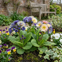 Primrose Chameleon Blue Plants (Set of 3 or 6)