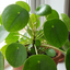1 Pilea Peperomioides Chinese Money Plant, Easy Care Live Indoor Houseplant, 2 Litre Root Ball