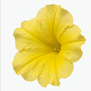Petunia Rimarkable Hello Yellow Plant (2L Pot)