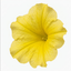 1 Large Plant - Petunia Rimarkable Hello Yellow, Outdoor Garden Ready, 2L Pot