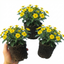 3 Large Plants - Sanvitalia Santiago Bright Yellow, Outdoor Garden Ready