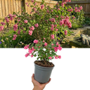 Symphoricarpos Magical Candy Plant (3L Pot)