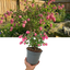 1 Large Plant - Symphoricarpos Magical Candy, Outdoor Garden Ready, 3L Pot