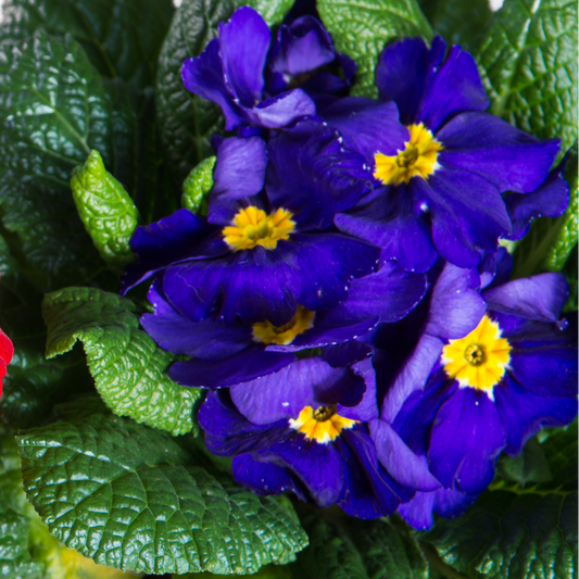 Polyanthus Blue in flower, a cluster of deep violet-blue blooms with yellow eyes above crinkled leaves