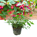 1 Large, Outdoor Garden Ready Plant - Fuchsia Dollar Princess, Peat Free 2L Pot