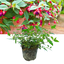 1 Large, Outdoor Garden Ready Plant - Fuchsia Dollar Princess, Peat Free 2L Pot