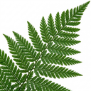 Dryopteris Linearis Polydactyla Male Fern Plants (Set of 3 or 6)
