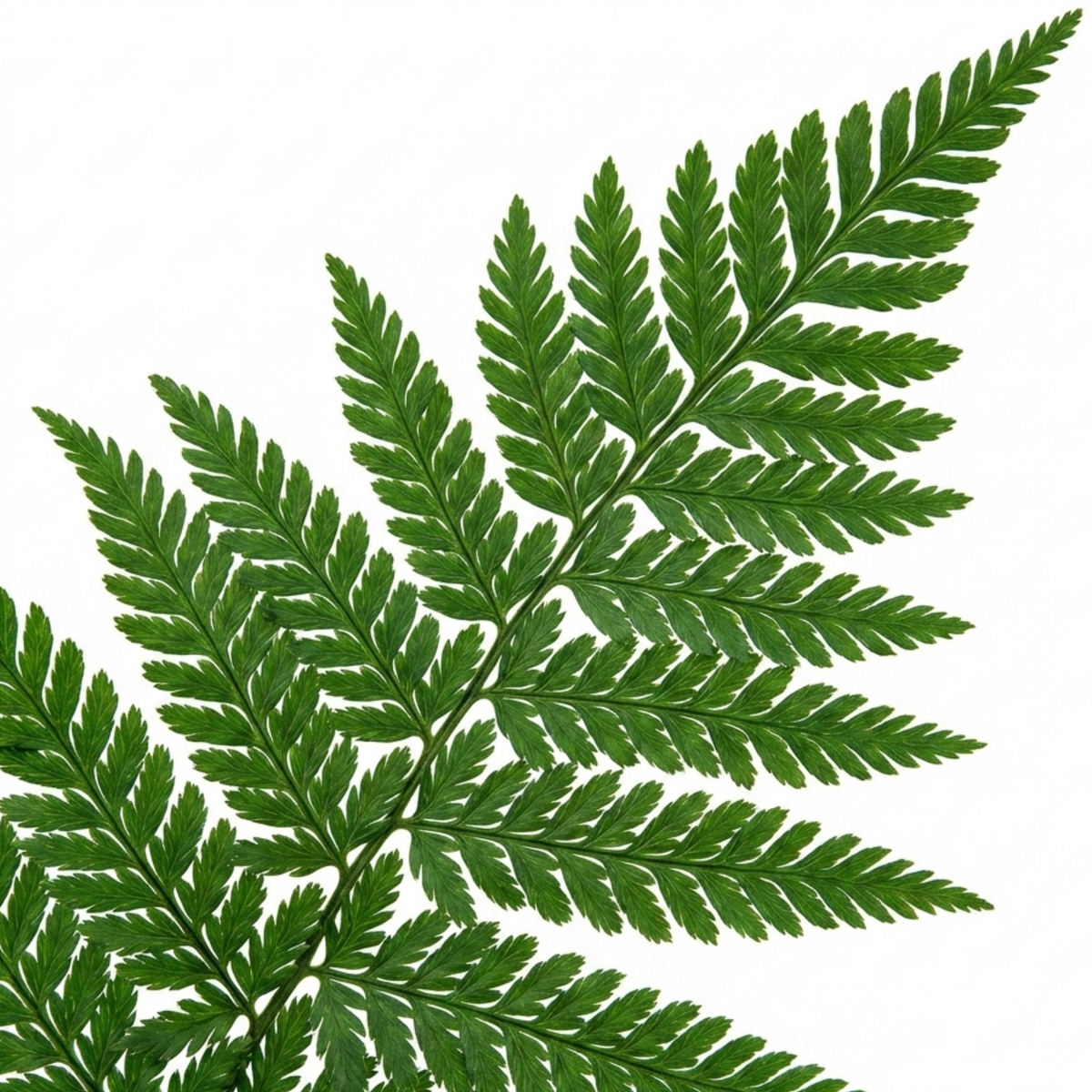 Dryopteris affinis 'Linearis Polydactyla' (Golden-scaled Male Fern) – Hardy Fern (Set of 3 or 6)