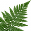 Set of 3 or 6 Dryopteris Linearis Polydactyla Male Fern Plants, Hardy Shade Loving Perennial Ferns, Garden Ready, 1 Litre Root-Ball