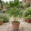 1 Cornus Flaviramea Yellow Twig Dogwood Plant, Hardy Winter Stem Shrub, 3 Litre Root Ball
