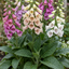 3 Large Plants - Foxglove Foxy Mix, Ready to Plant in Your Garden, 1L Rootballs
