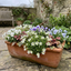Set of 3 or 6 Saxifrage Ice Colours Pearl White Plants, Hardy Alpine Evergreen Ground Cover Perennial, Outdoor Garden Ready, 1 Litre Root-Ball