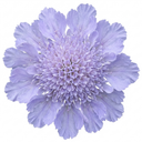 Scabious Butterfly Blue Plants