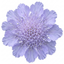 1 Scabious Butterfly Blue Hardy Perennial Plant, Bee Friendly Pincushion Flower, 2L Root Ball