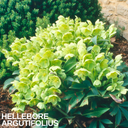 Hellebore Argutifolius Plant (2L Pot)