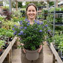 Ceanothus Cool Blue Plants