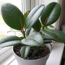 Ficus Robusta Rubber Plants