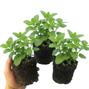 Lemon Balm Mint Plants Fresh Live Herb Plants (Set of 3 or 6)