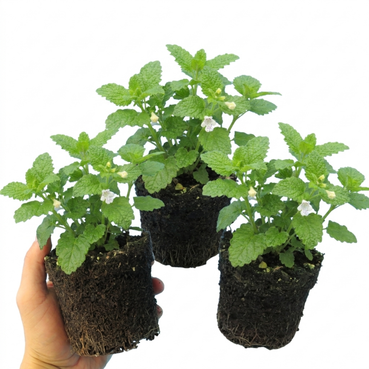 Lemon Balm (Melissa officinalis) – Hardy Perennial Herb (Set of 3 or 6)
