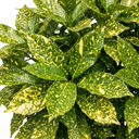 Aucuba Japonica Crotonifolia Spotted Laurel Plant (2L Pot)