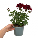 Geranium Calliope Dark Red Plant (2L Pot)