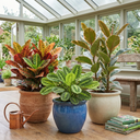 3 Colourful Foliage Indoor Plants, Croton Petra, Maranta Lemon Lime & Ficus Belize, 1 Litre Root Ball